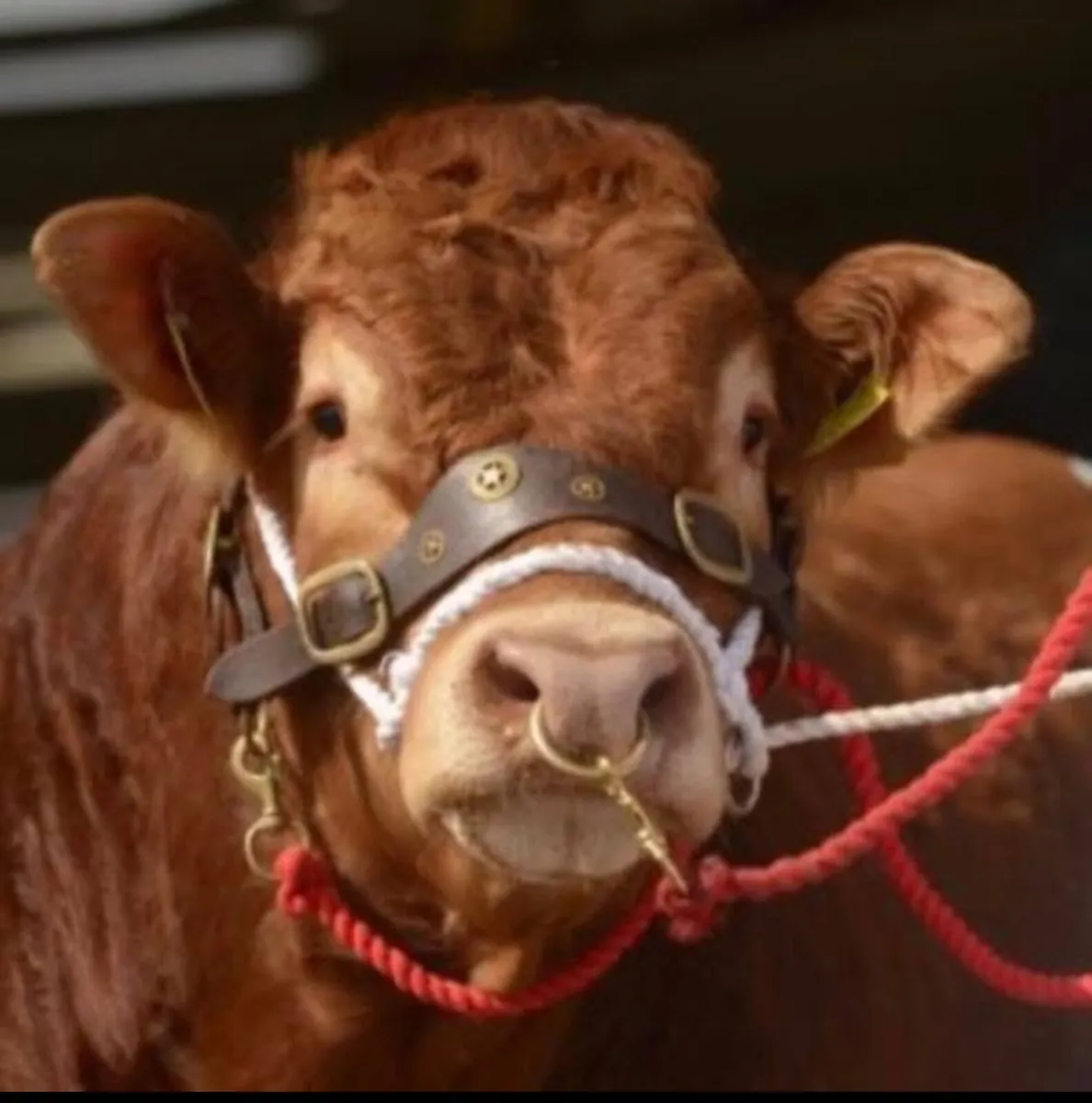 Exceptional Limousin Bull & Hay for sale - Image 4