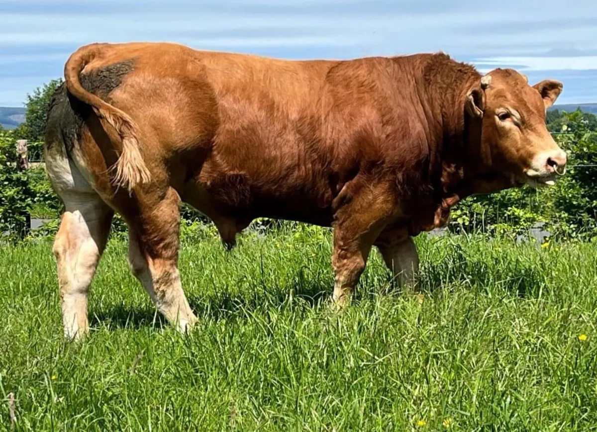 Exceptional Limousin Bull & Hay for sale - Image 3