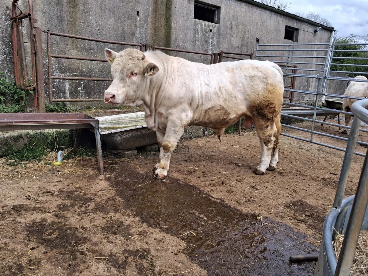 Charolais Bull - Image 1