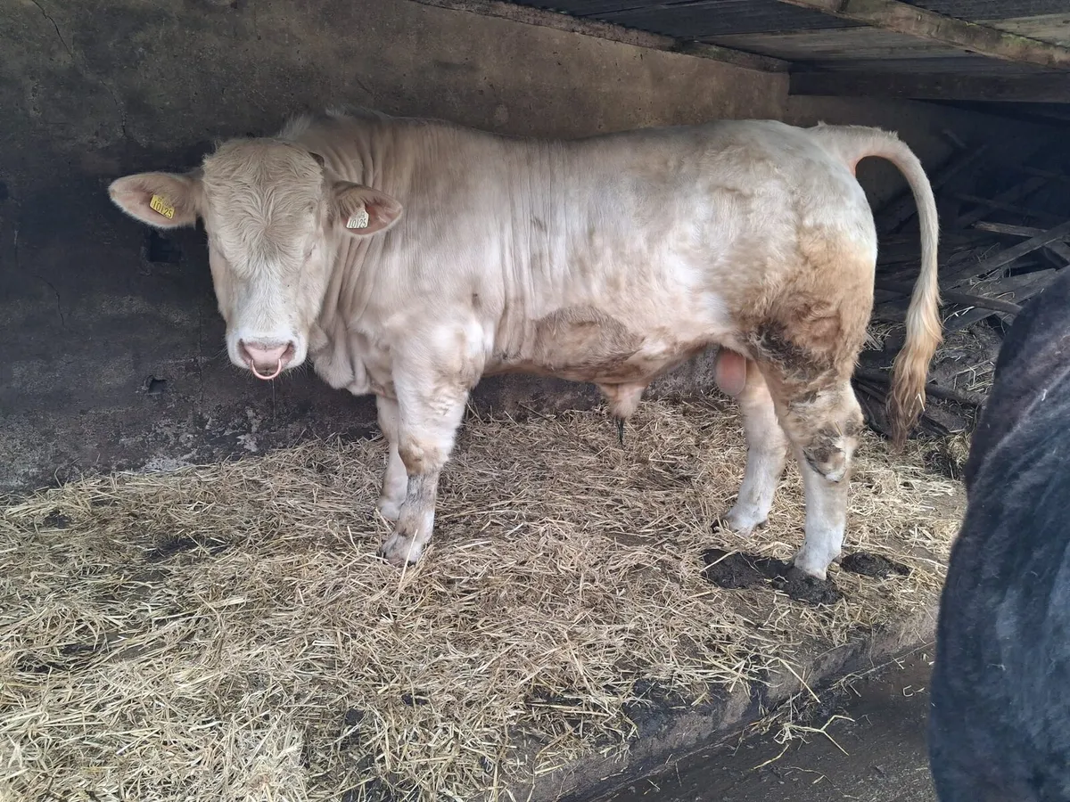 Charolais Bull - Image 2