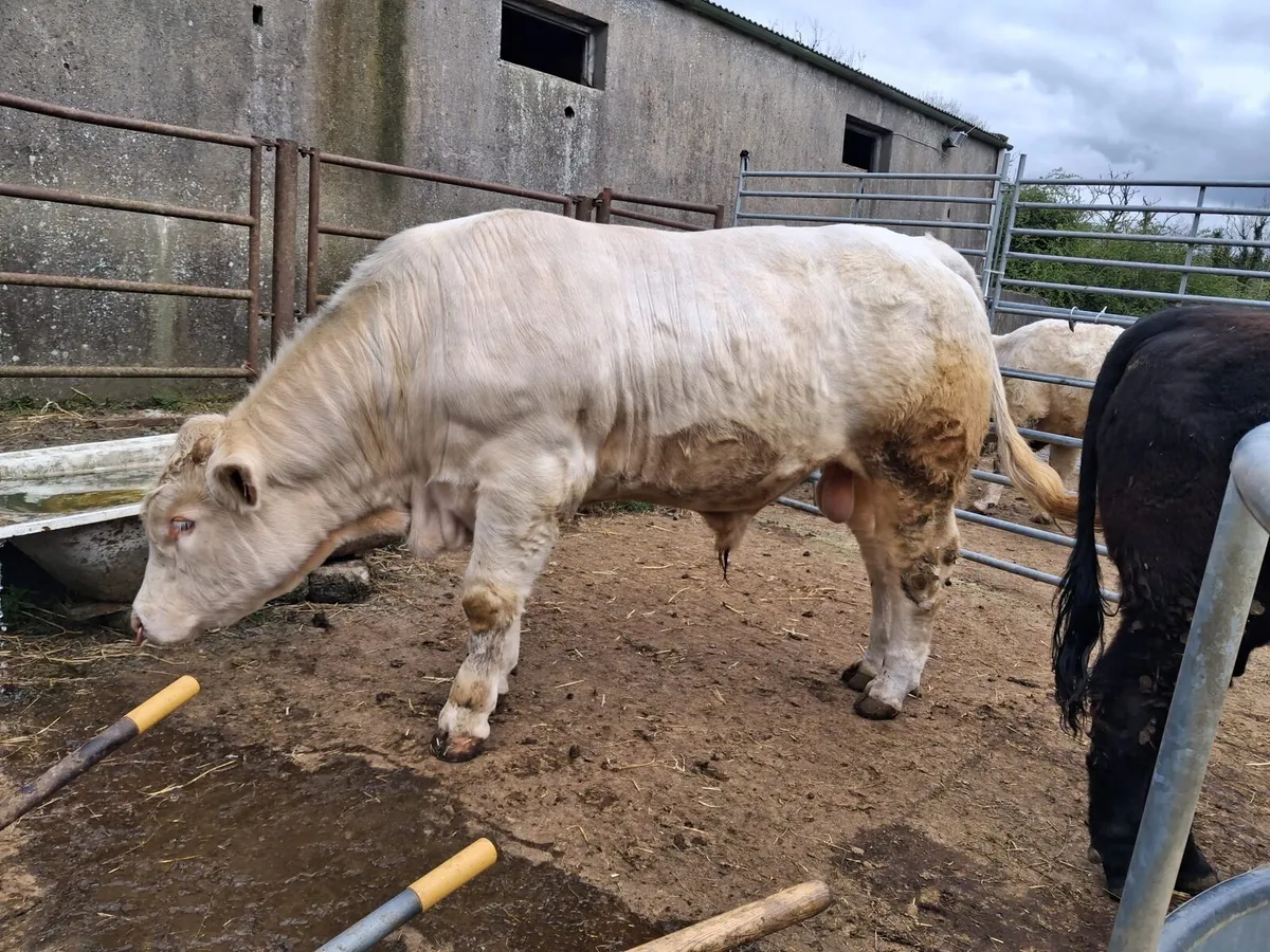 Charolais Bull - Image 3
