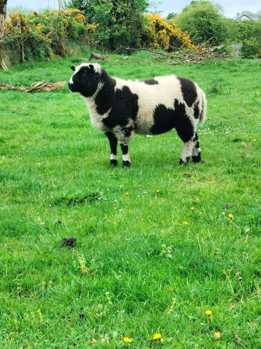 Ewe lamb's - Image 1