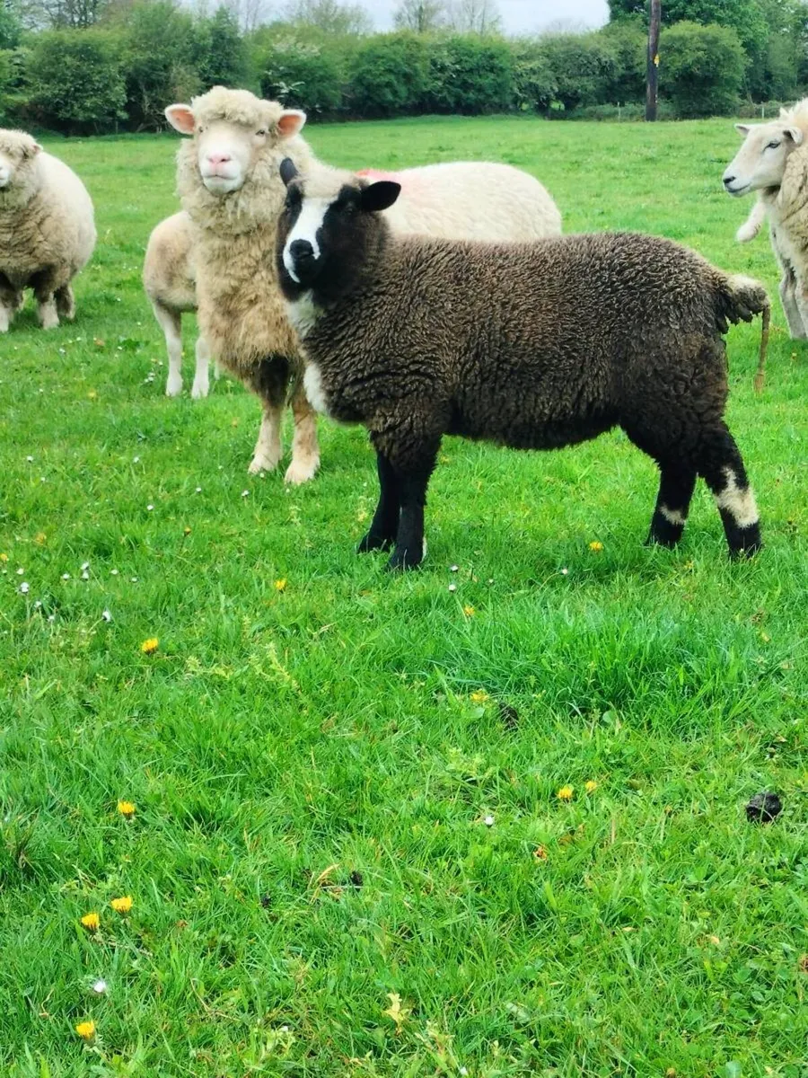 Ewe lamb's - Image 2