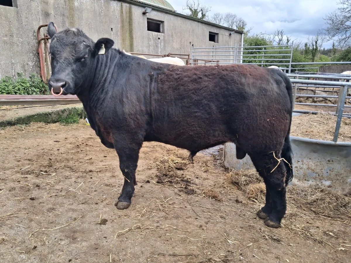 Aberdeen Angus - Image 1