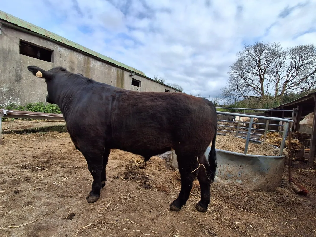 Aberdeen Angus - Image 2