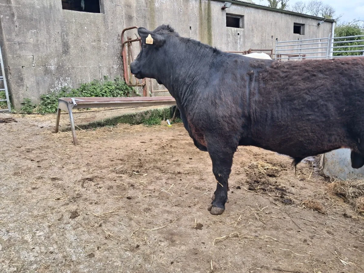 Aberdeen Angus - Image 3
