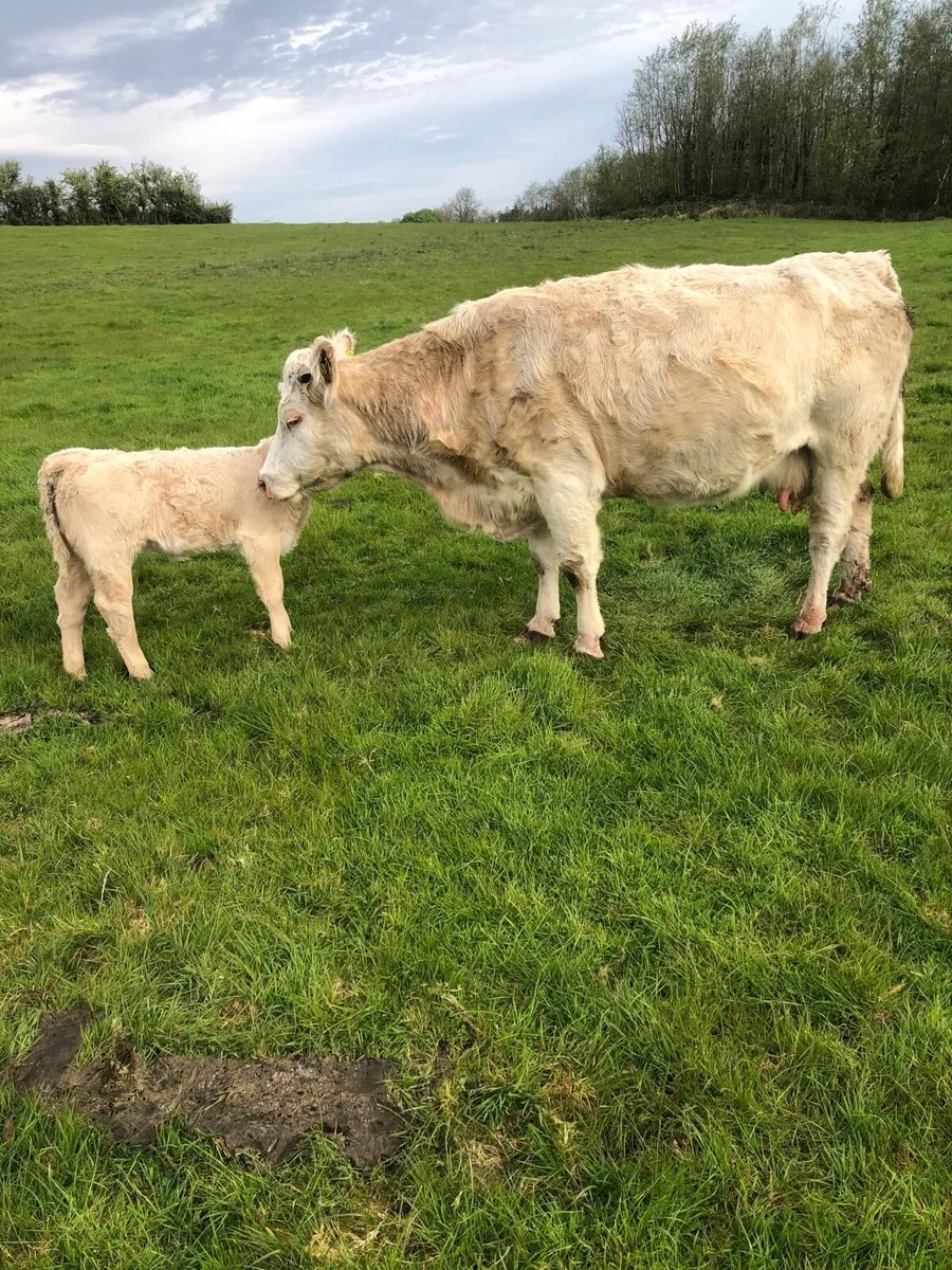 2 cows and 2 calfs - Image 1