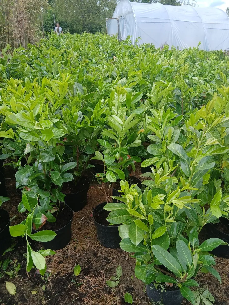 Instant Laurel Hedging €8.50 per large plant. - Image 4