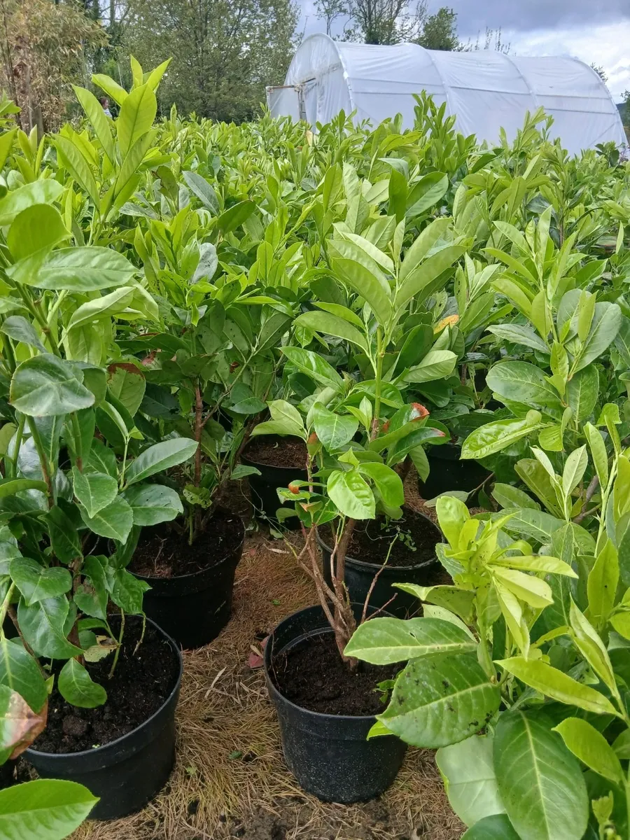 Instant Laurel Hedging €8.50 per large plant. - Image 3