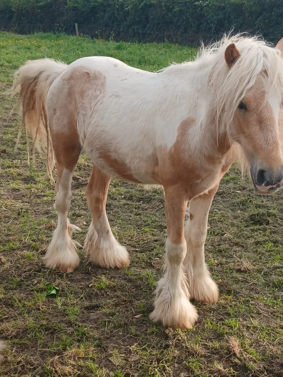 2yo colt      well handled......Real flashy... - Image 1