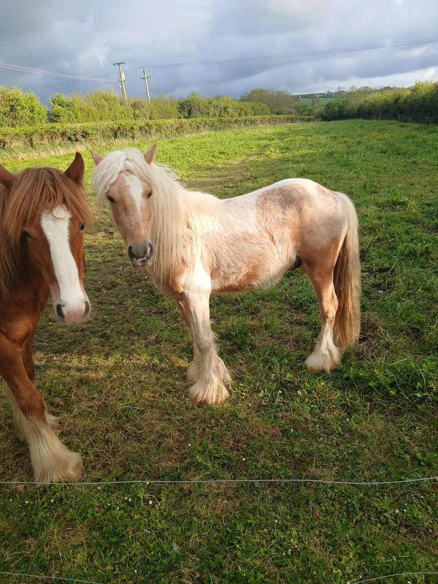 2yo colt      well handled......Real flashy... - Image 2