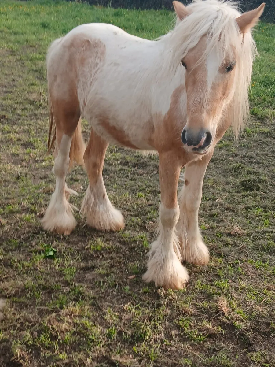 2yo colt      well handled......Real flashy... - Image 4