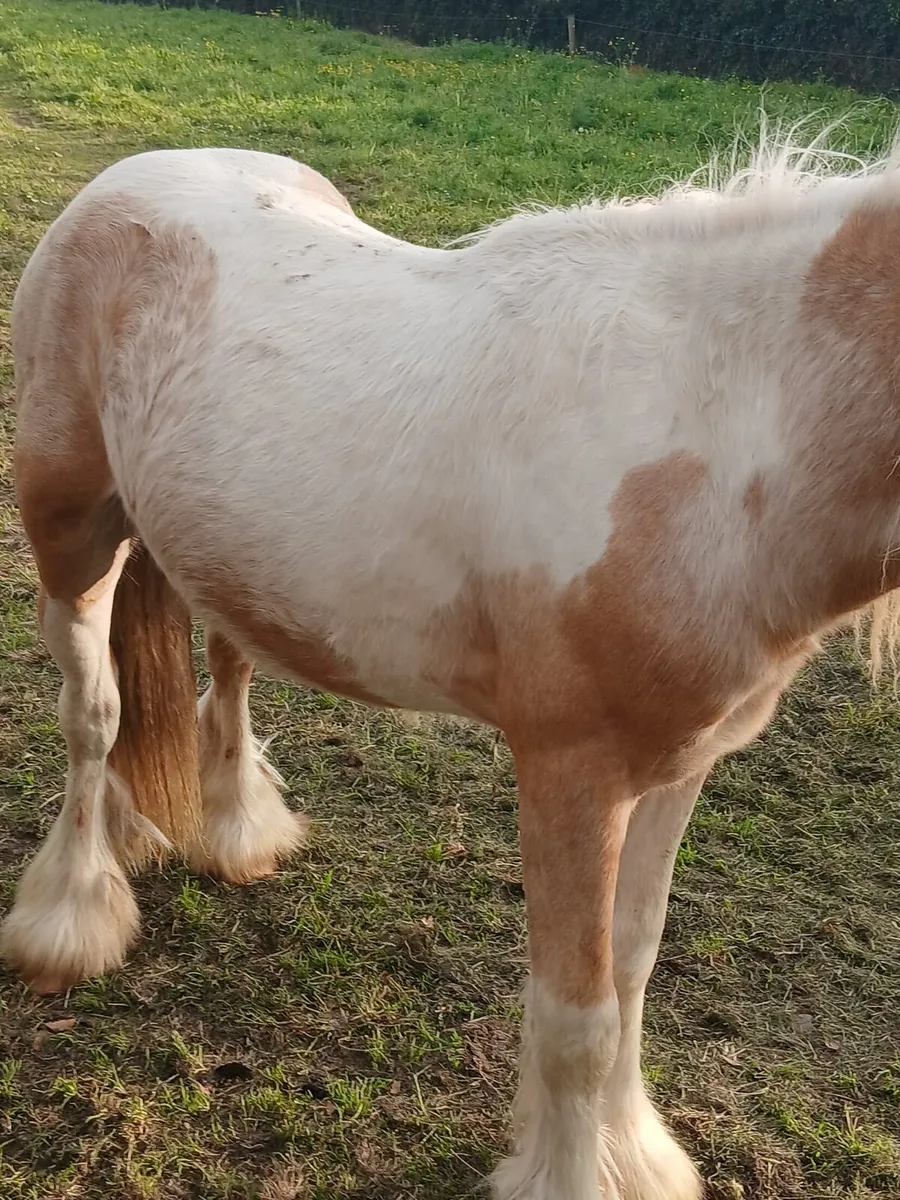 2yo colt      well handled......Real flashy... - Image 3