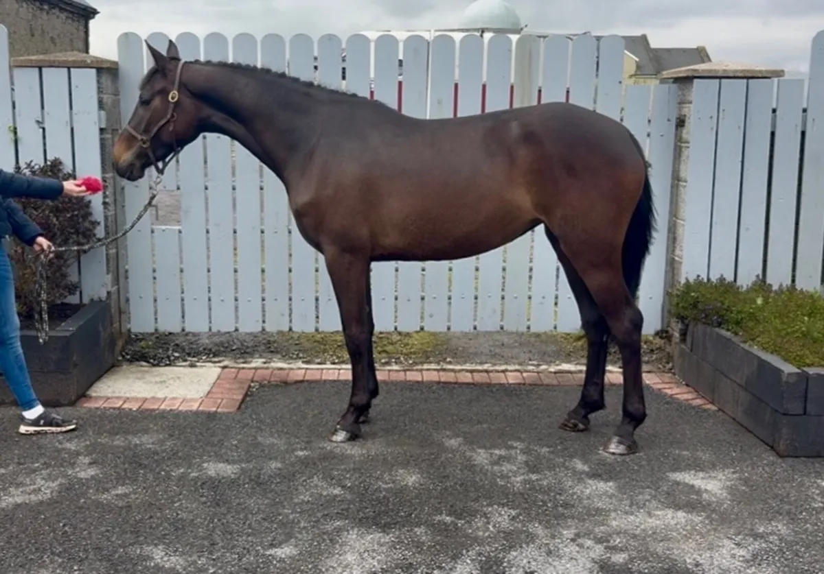 COOLKEERAN X DIAMANT DE SEMILLY X CAVALIER - Image 2