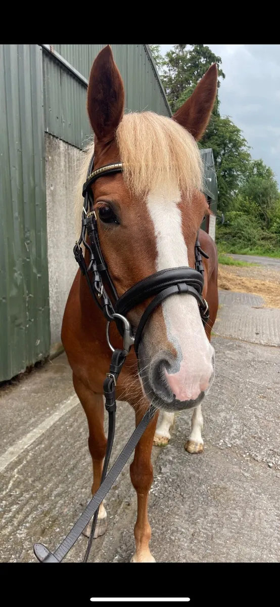 Stunning 13.2 Full Connemara Pony - Image 1