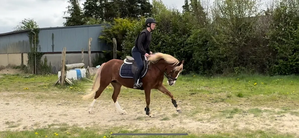 Stunning 13.2 Full Connemara Pony - Image 3
