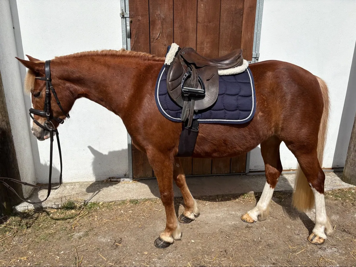 Stunning 13.2 Full Connemara Pony - Image 2