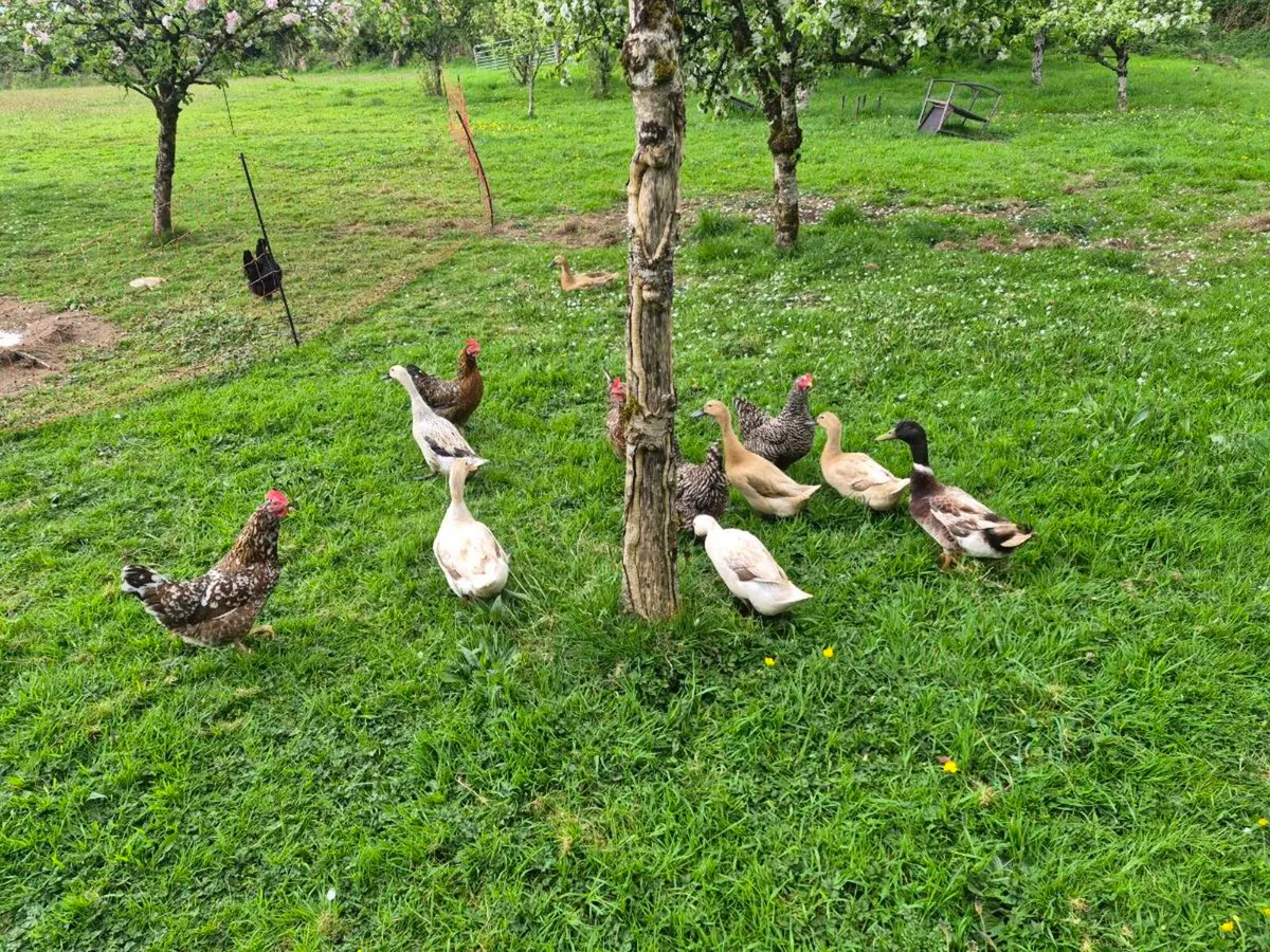 Ducks eggs - Image 1