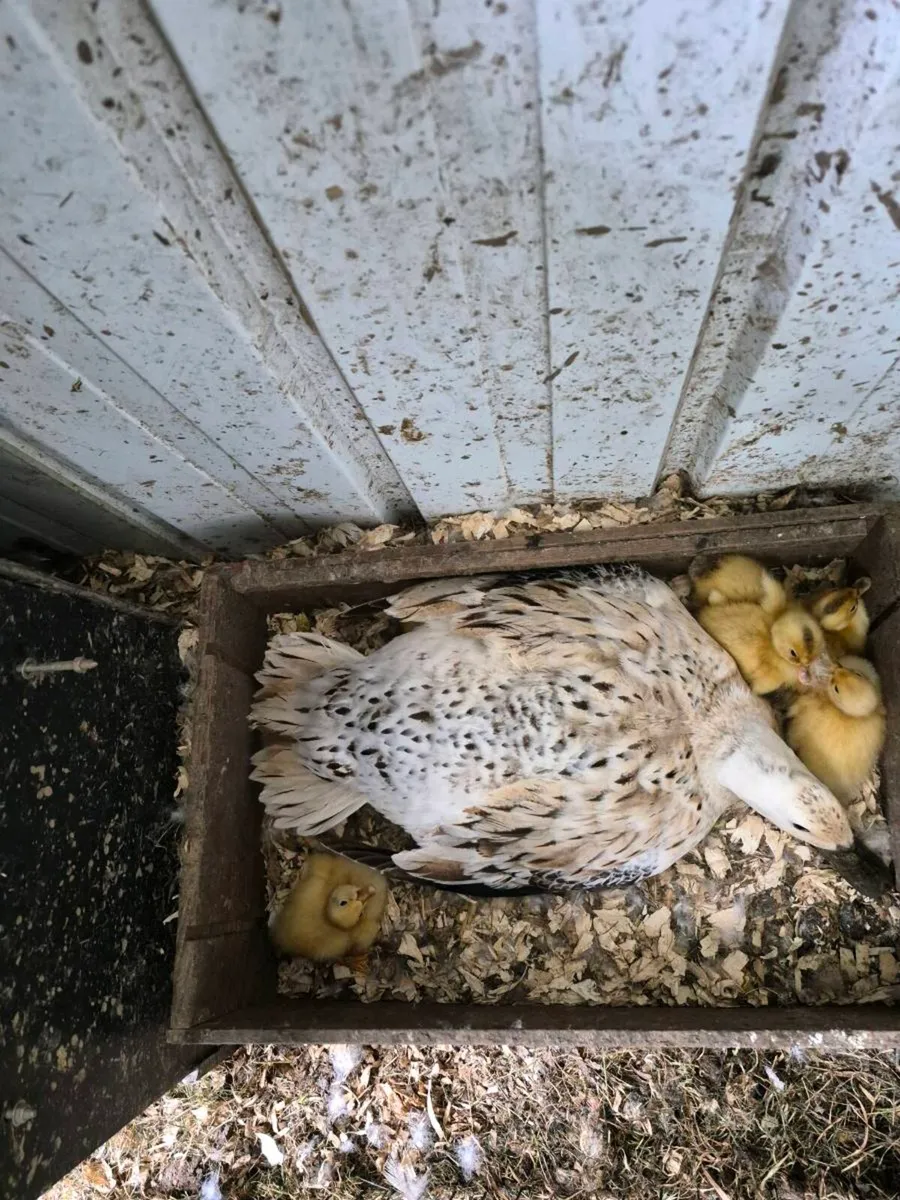 Ducks eggs - Image 3