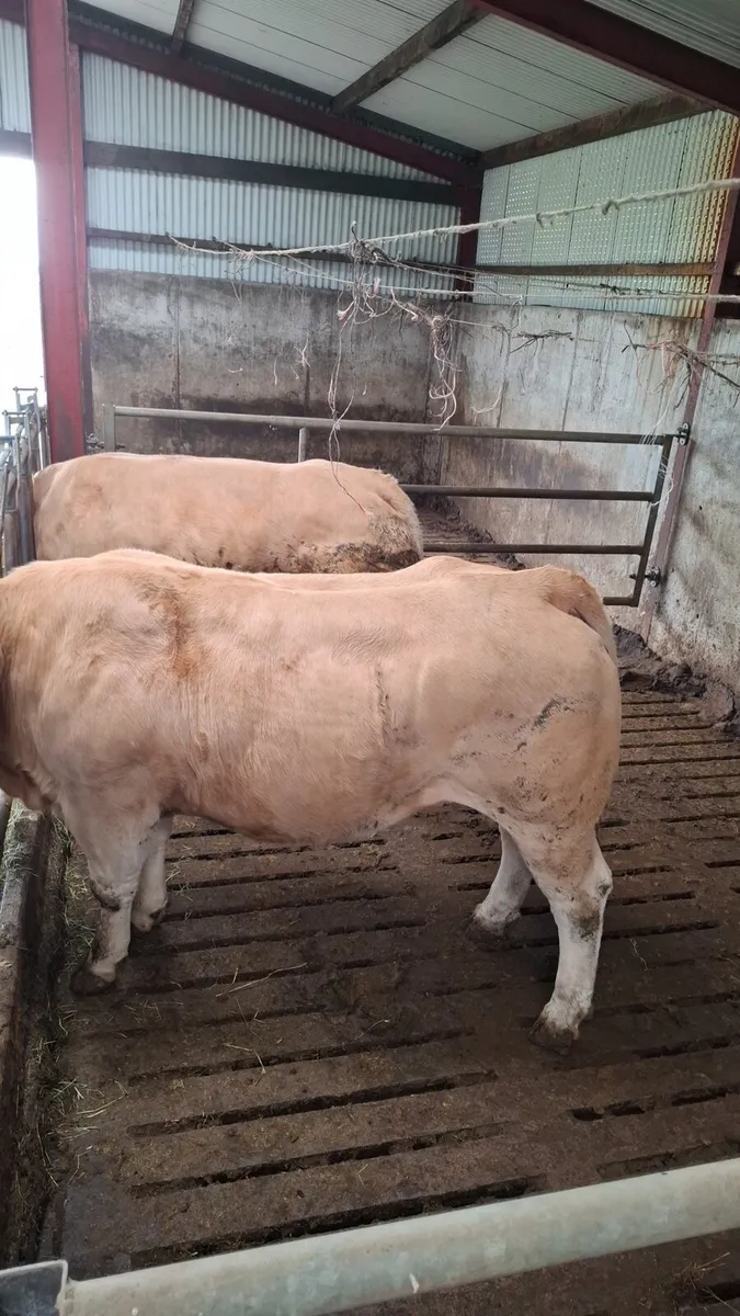 Show breeders - Image 1