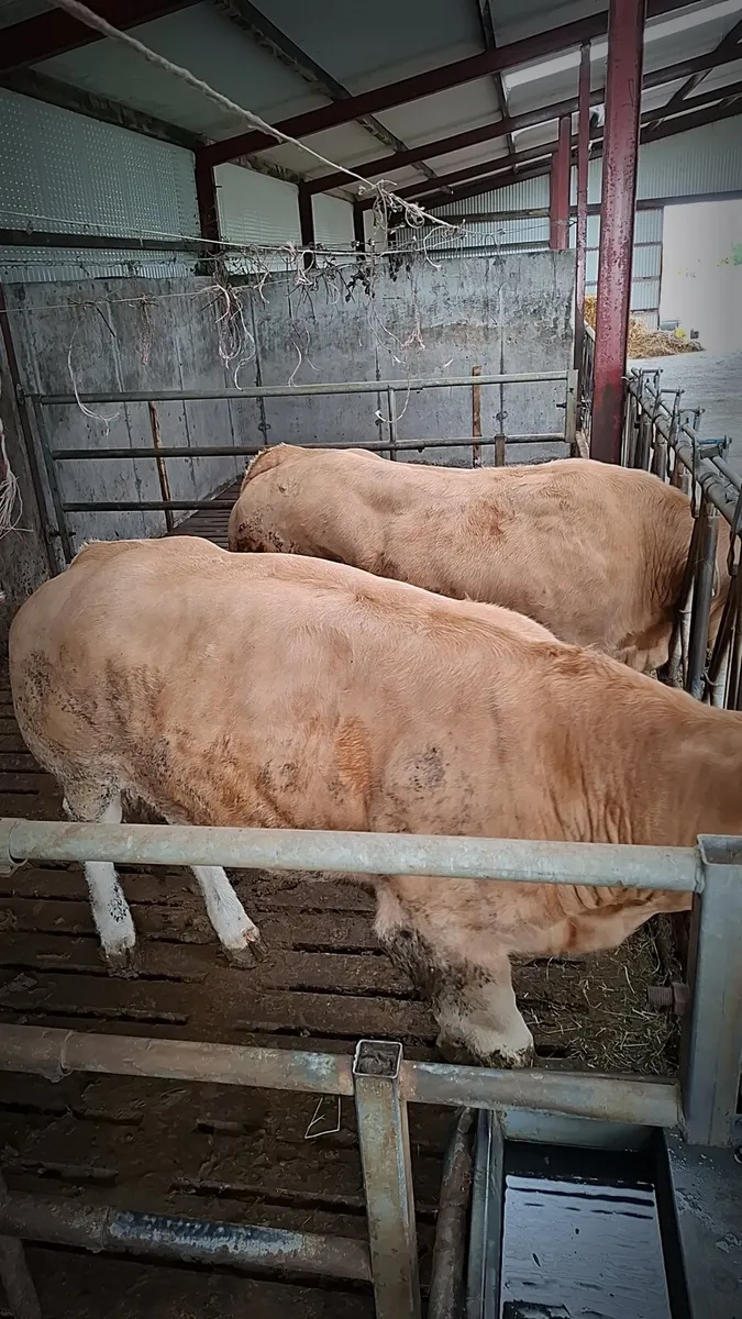 Show breeders - Image 2
