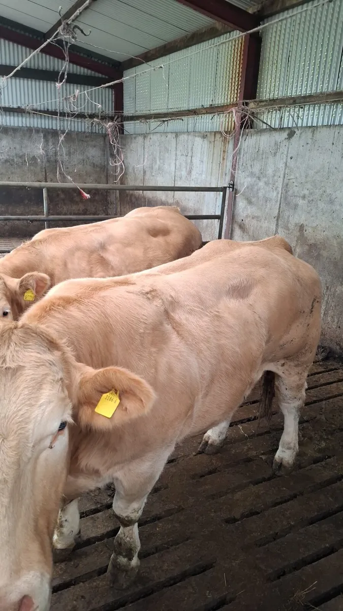 Show breeders - Image 3