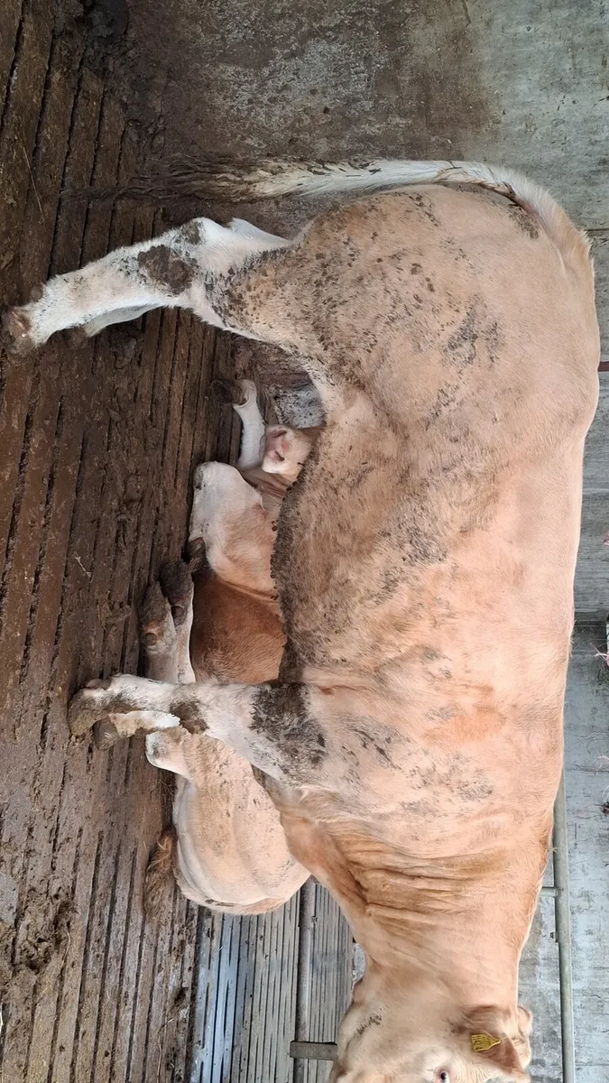 Show breeders - Image 4