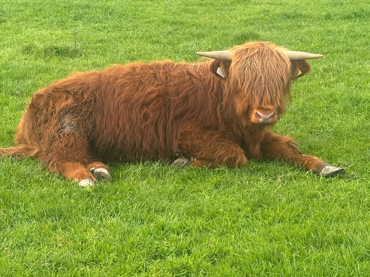 Highland bullock (July 2025 Born) - Image 1