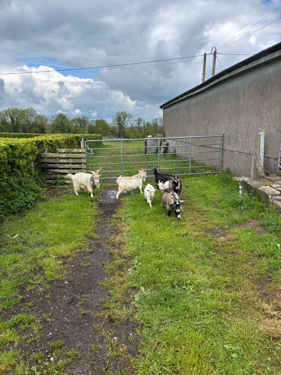 Goats - Image 1