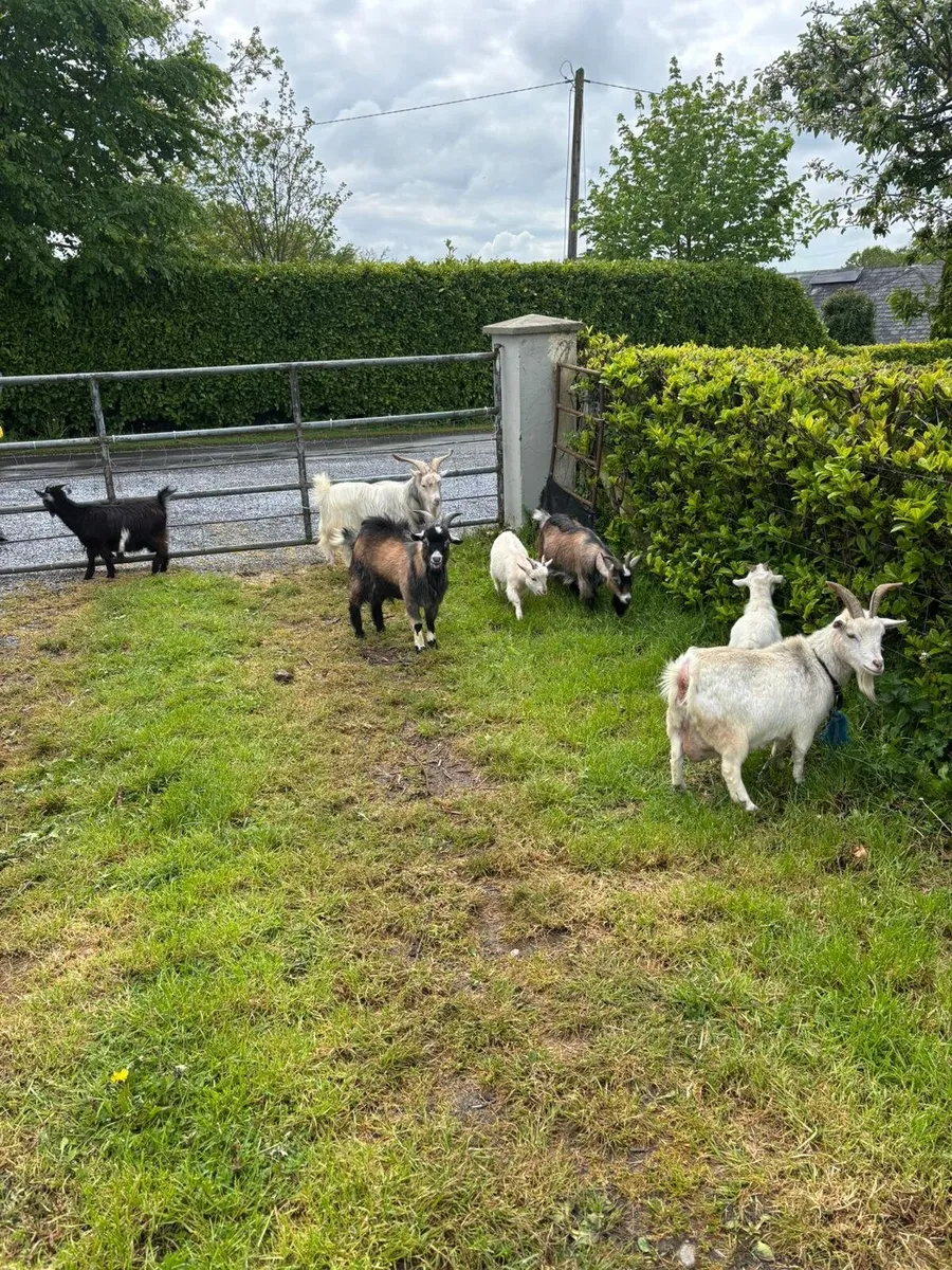 Goats - Image 2
