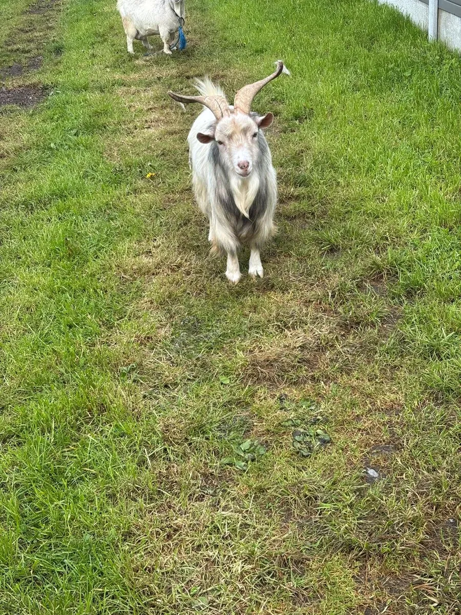 Goats - Image 3
