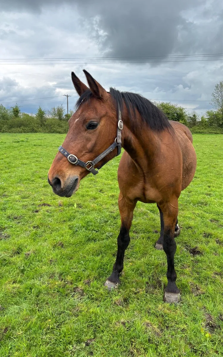 Cardento x Chin Chin Broodmare - Image 2