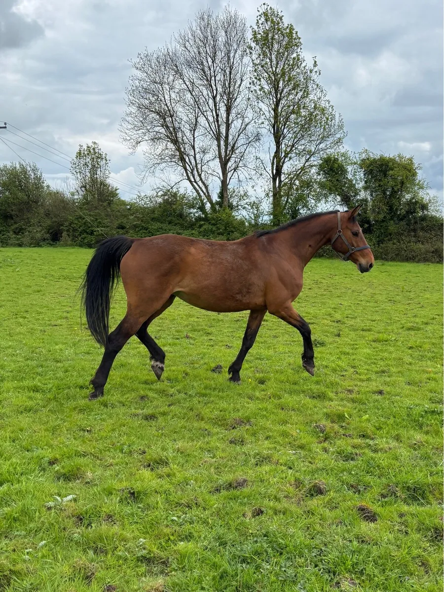 Cardento x Chin Chin Broodmare - Image 4