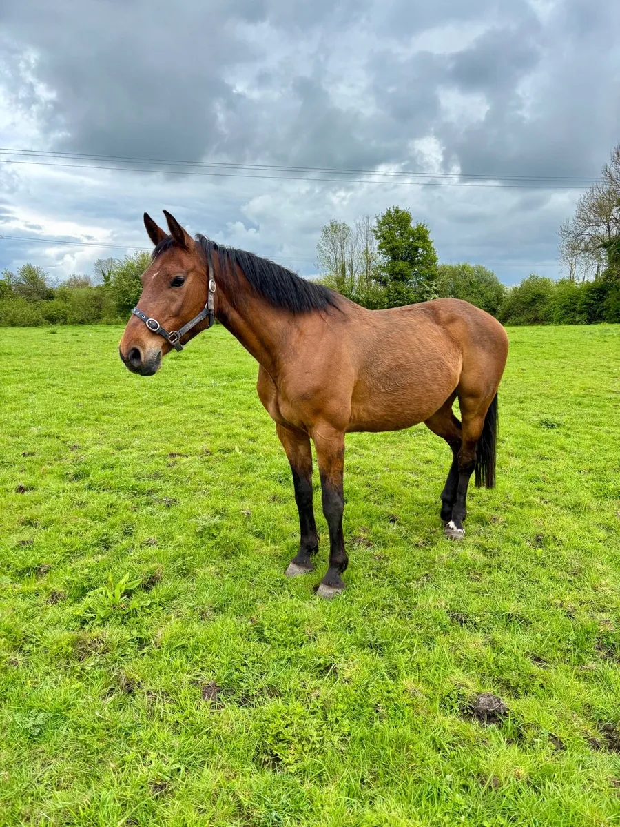 Cardento x Chin Chin Broodmare - Image 1