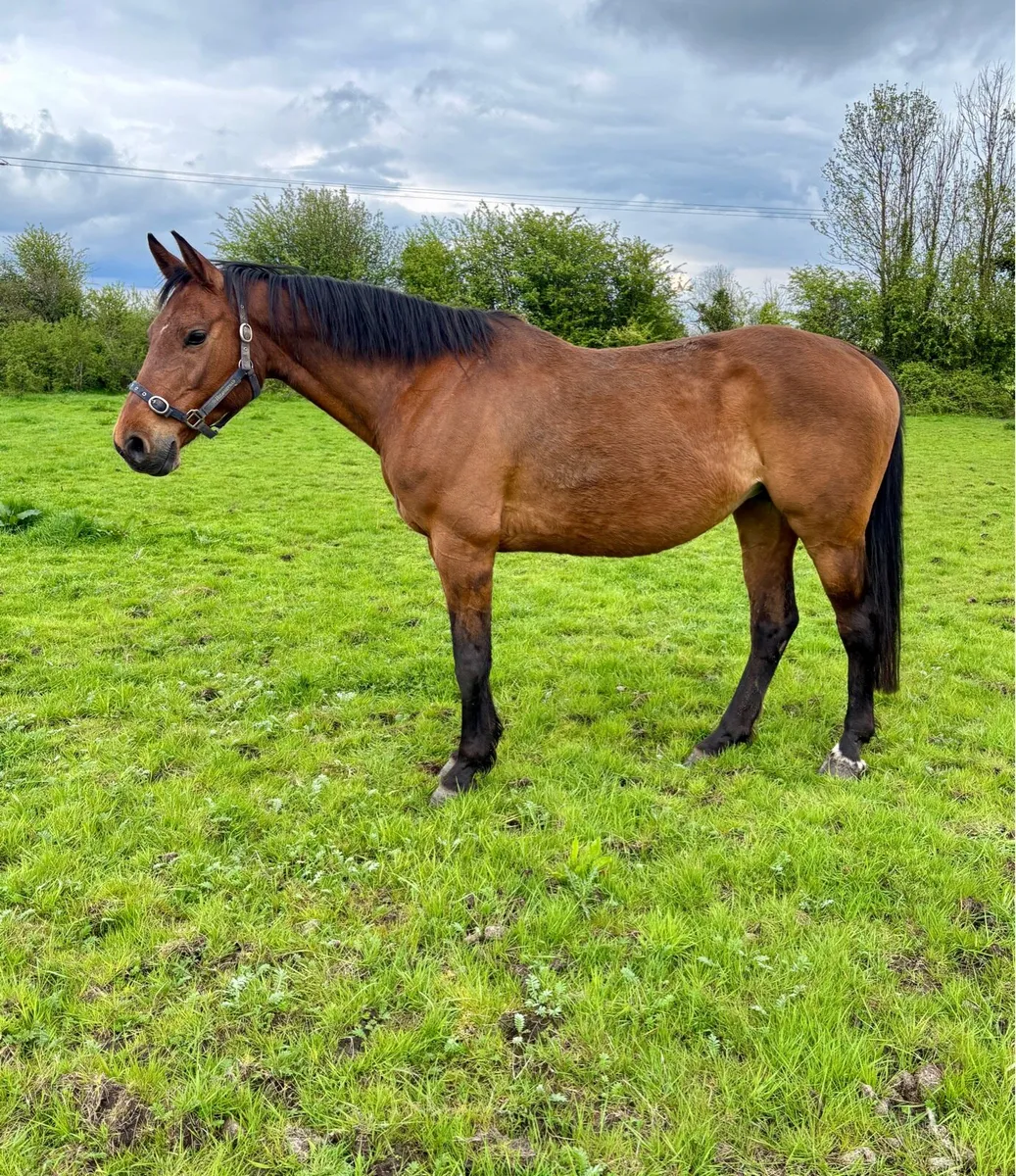 Cardento x Chin Chin Broodmare - Image 3