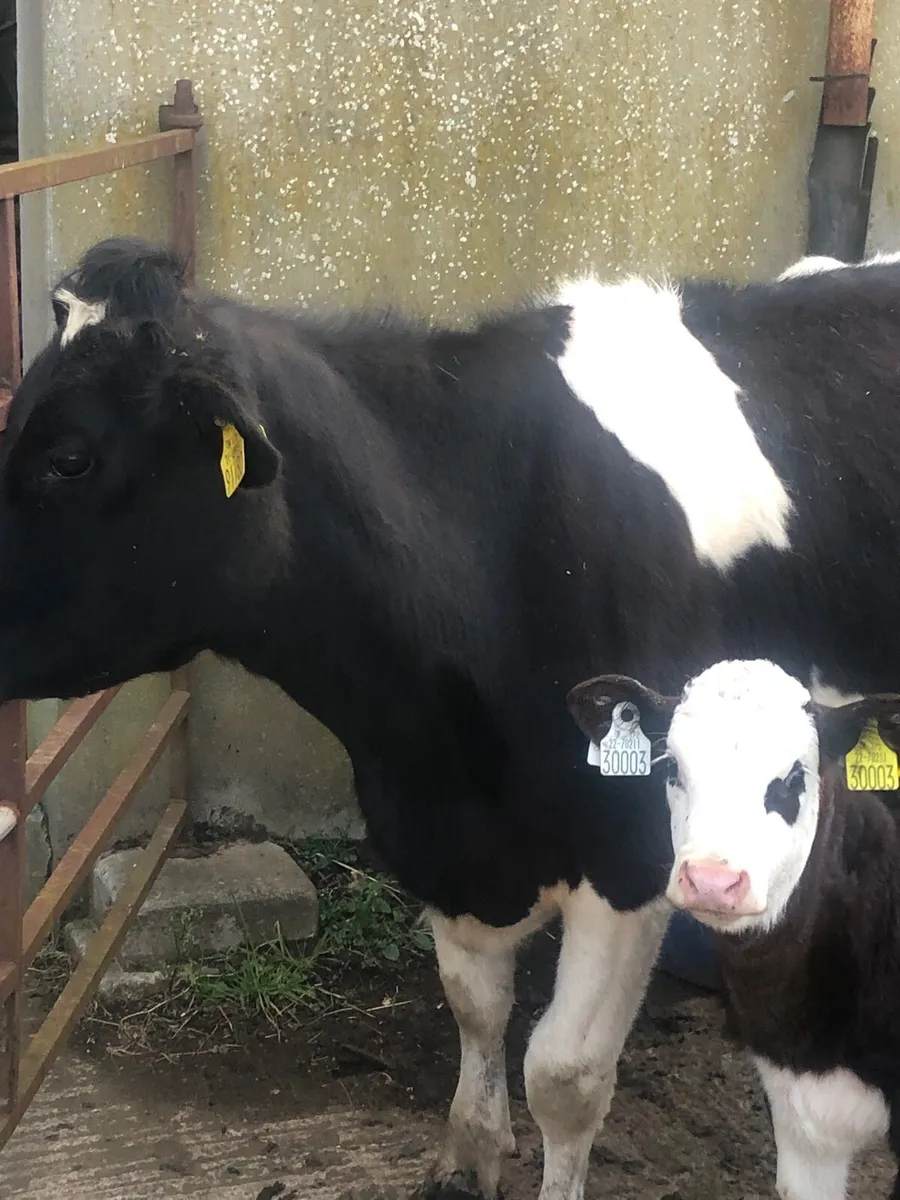 Friesian Dairy heifer - Image 1