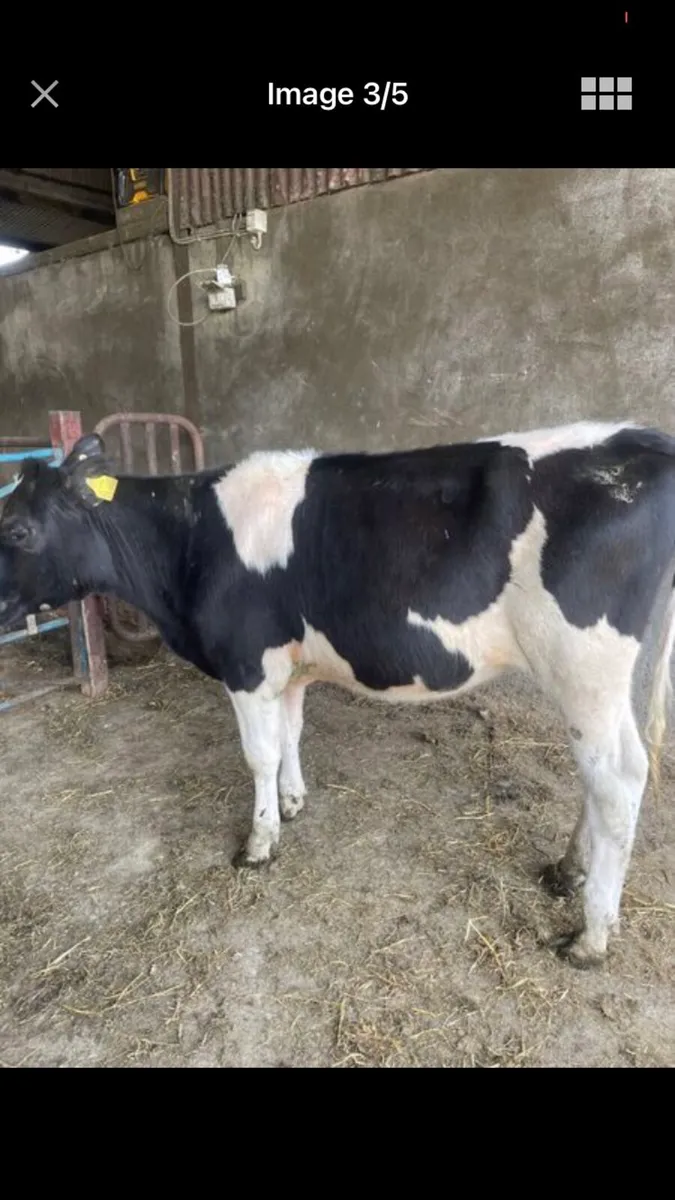 Friesian Dairy heifer - Image 2