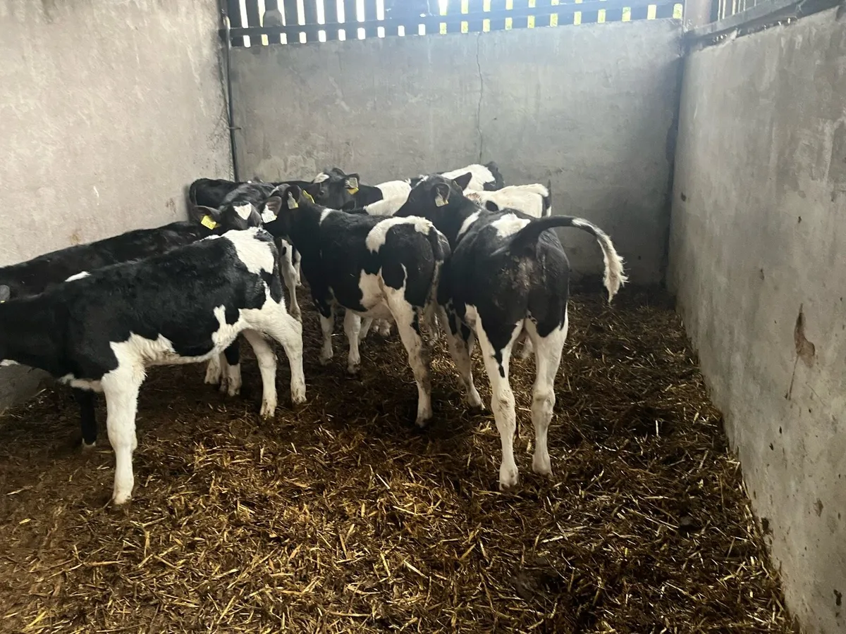 Fr bull calves - Image 1