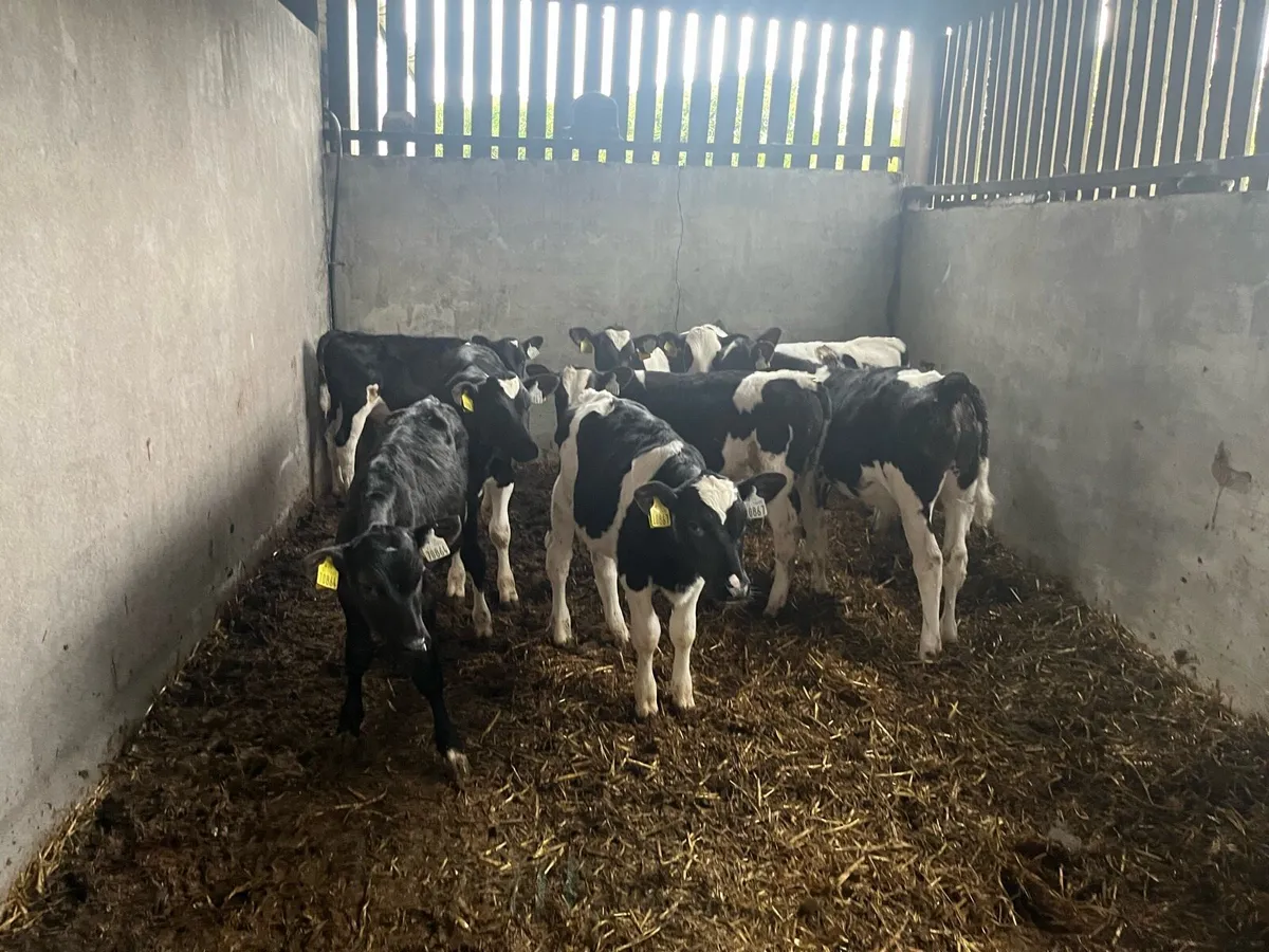 Fr bull calves - Image 3