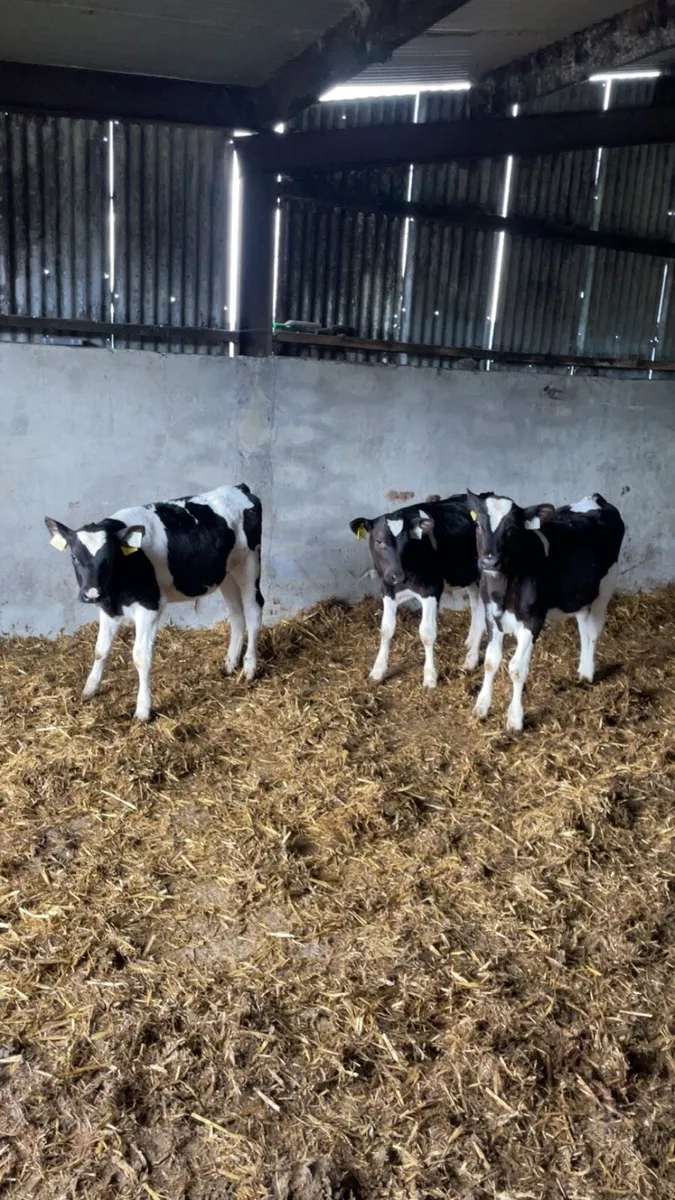 Fr bull calves - Image 2