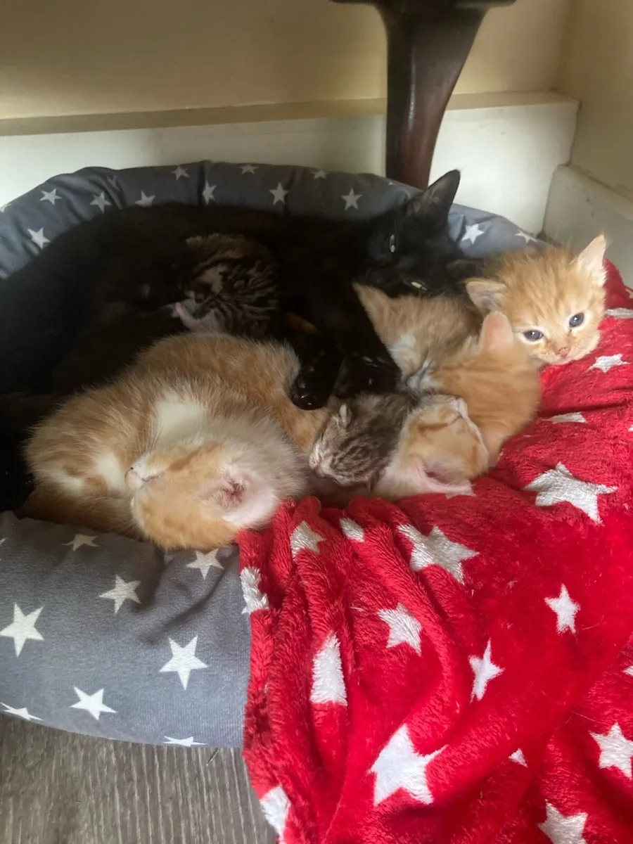 Kittens - Image 2