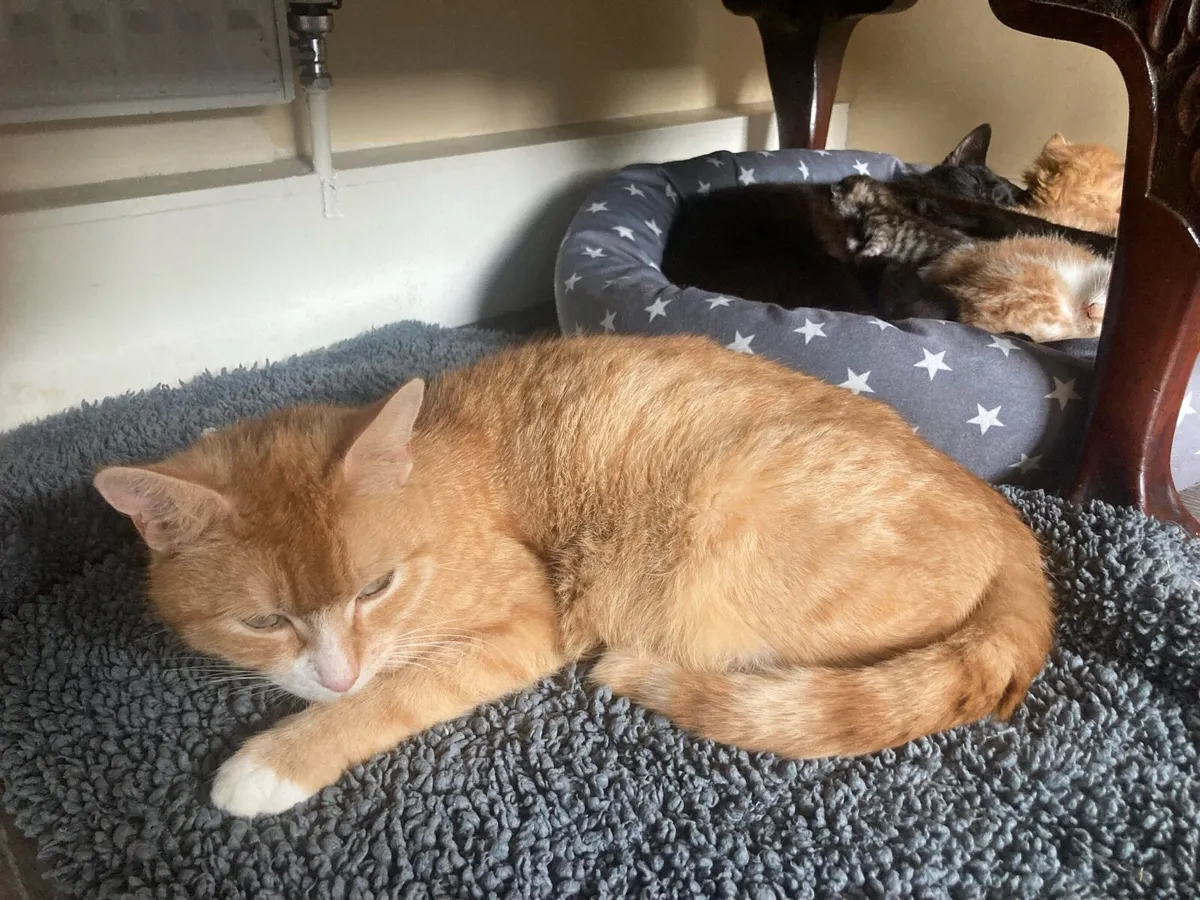 Kittens - Image 3