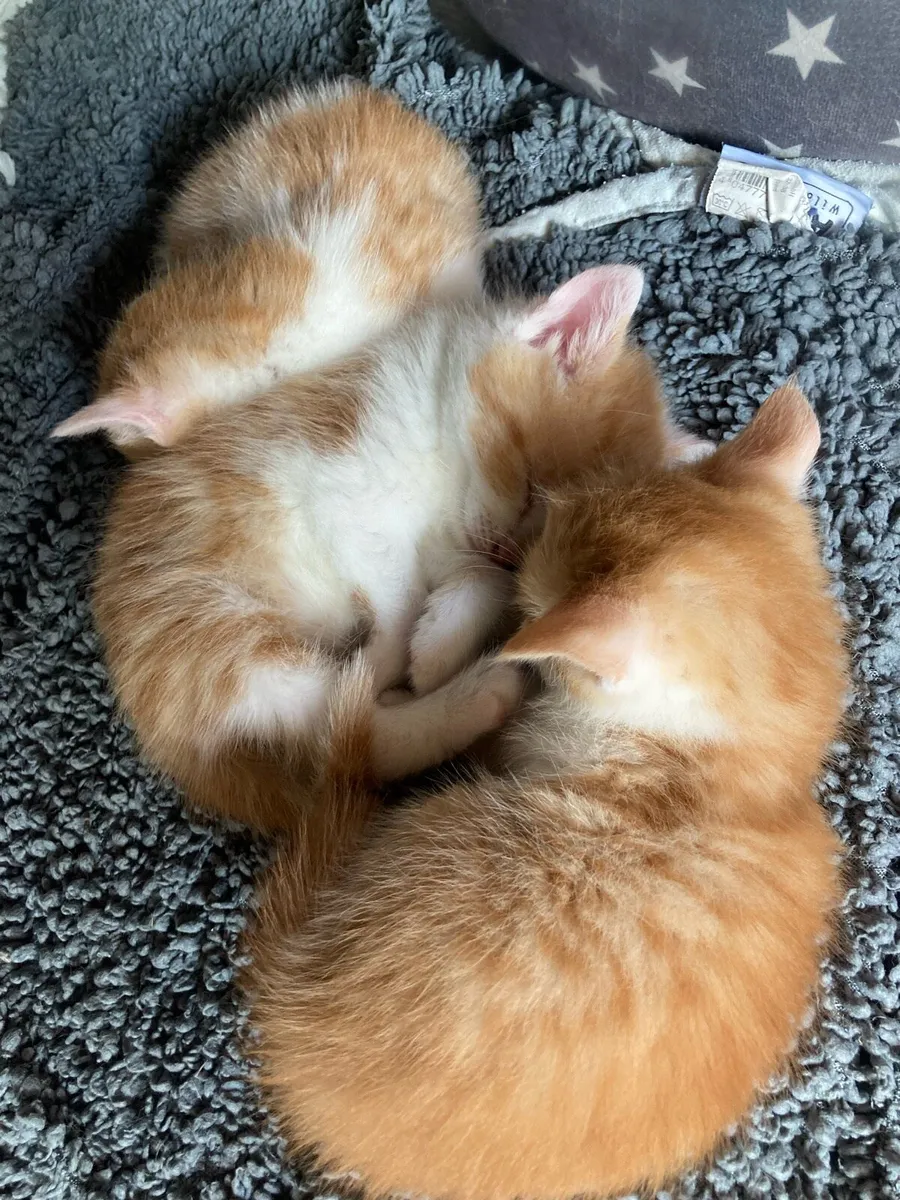 Kittens - Image 1