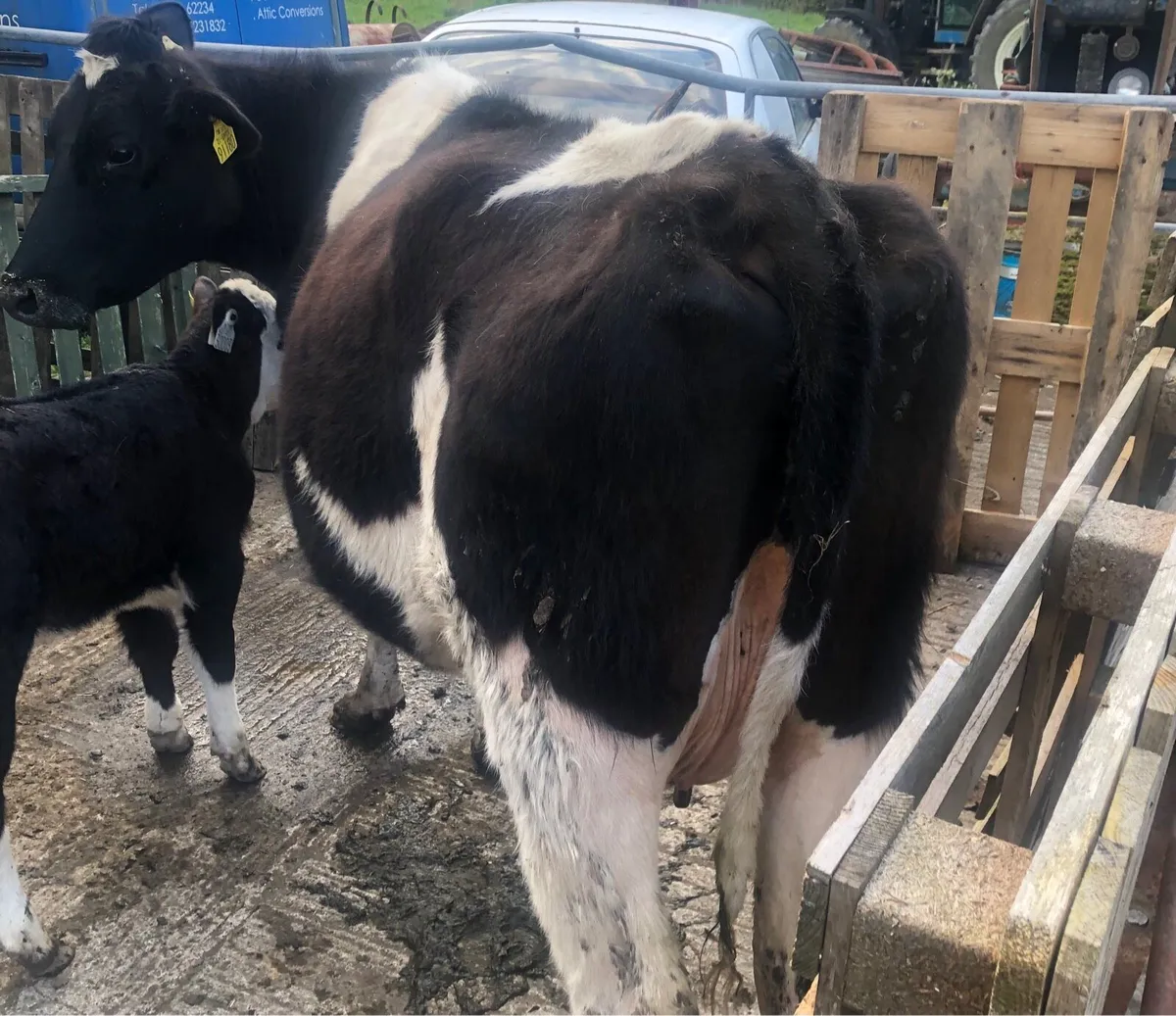 Friesian Dairy heifer - Image 3