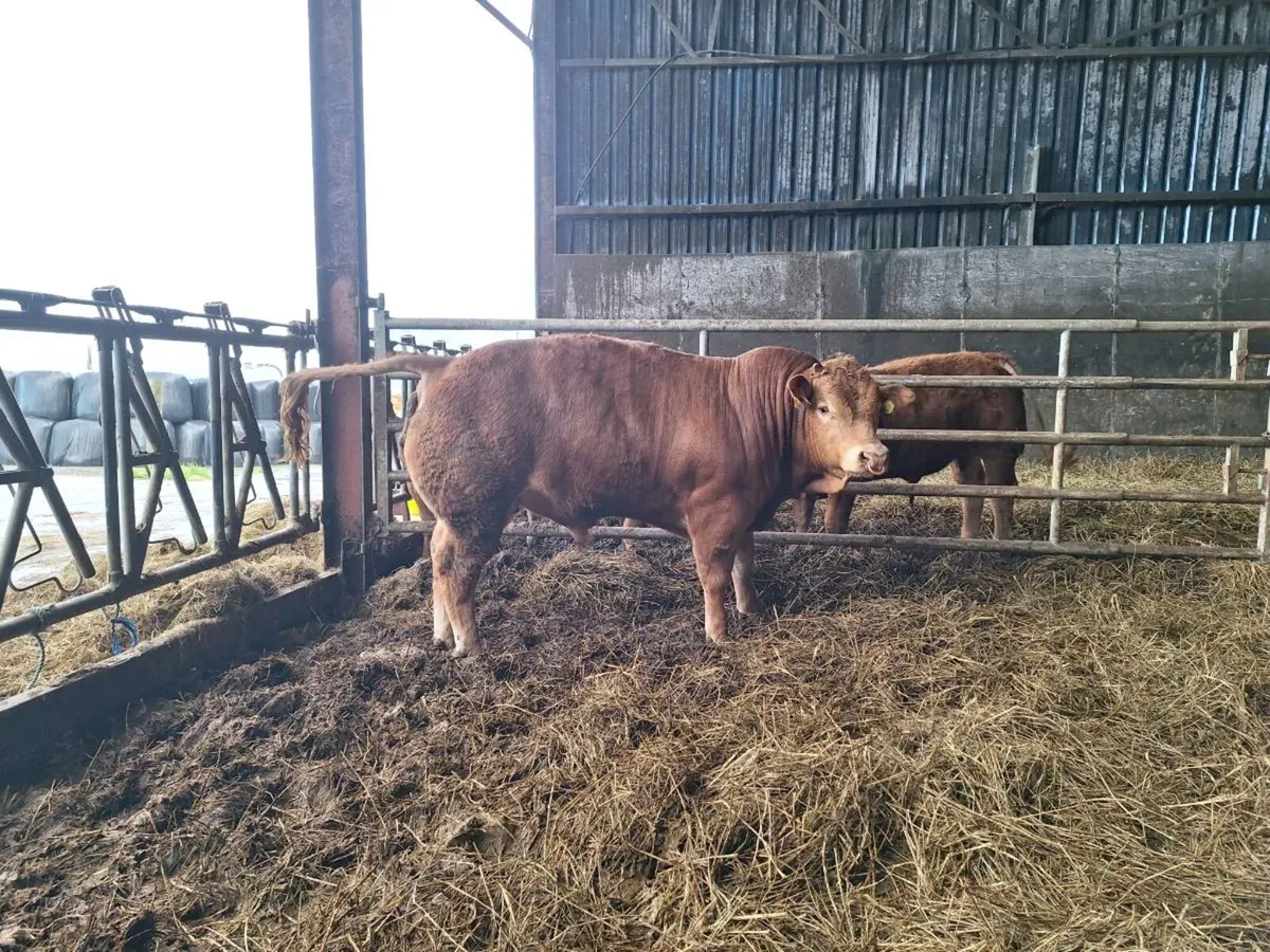 Pedigree Limousin Bull For Sale - Image 2
