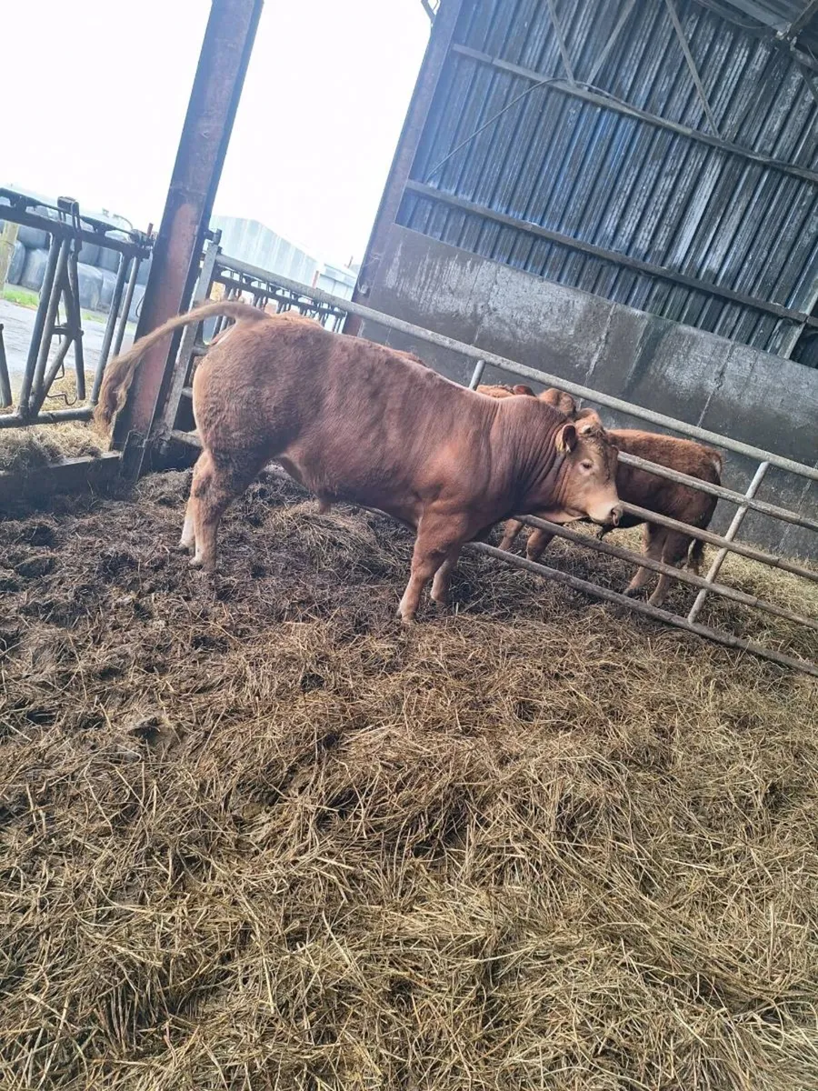 Pedigree Limousin Bull For Sale - Image 1