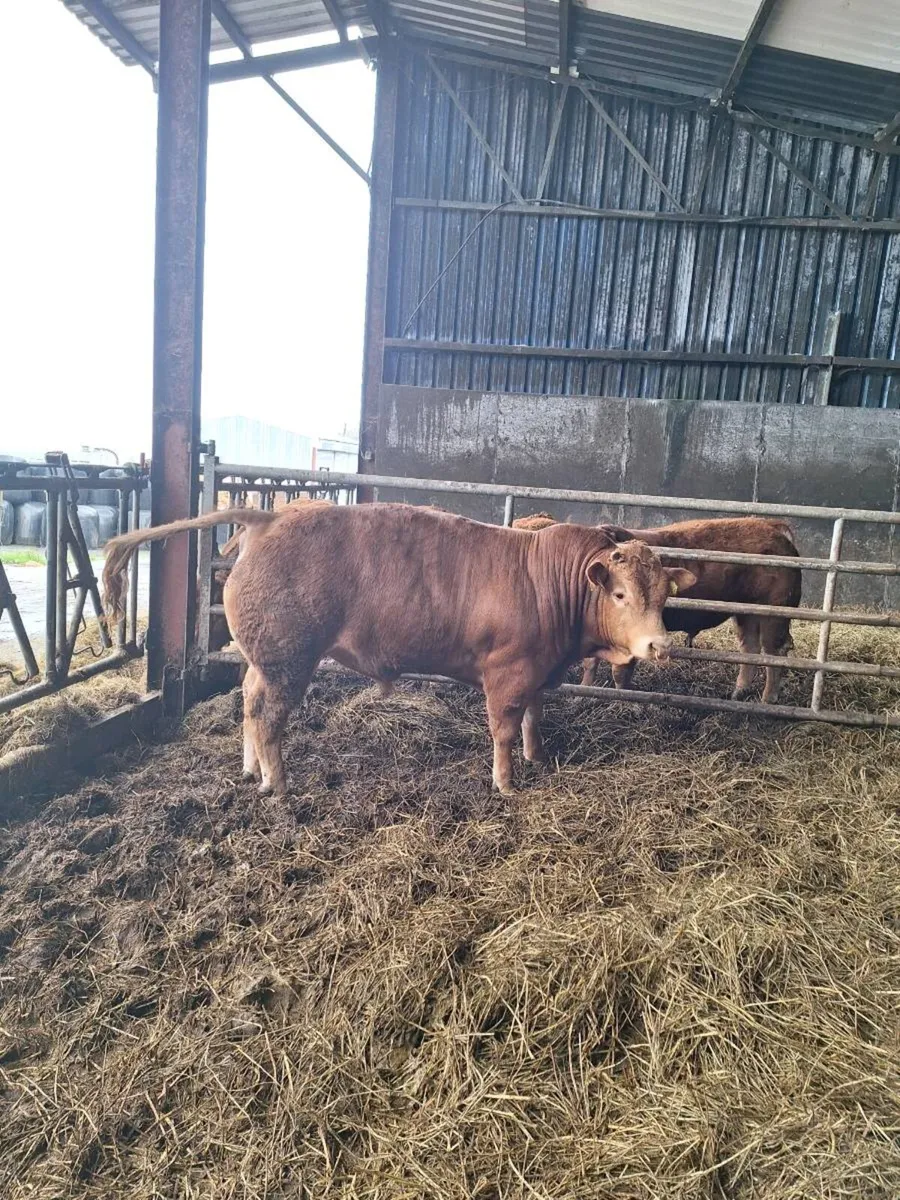 Pedigree Limousin Bull For Sale - Image 3