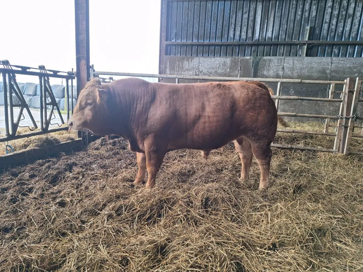 Pedigree Limousin Bull For Sale - Image 4
