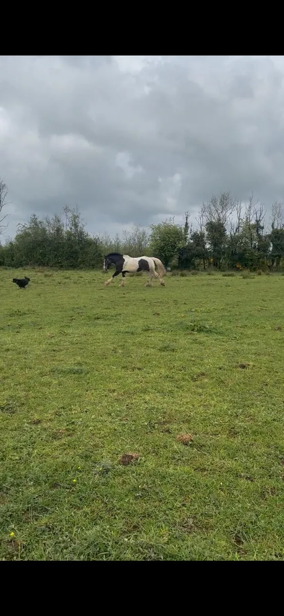 3 year old Cob gelding - Image 2