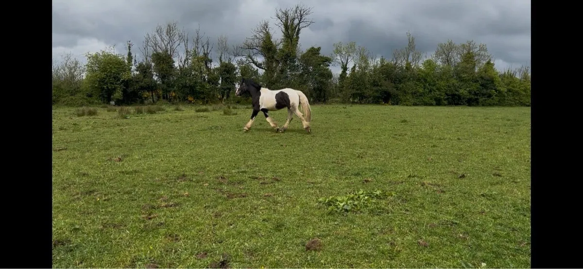 3 year old Cob gelding - Image 1